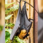 Acerodon jubatus. Foto: Shutterstock