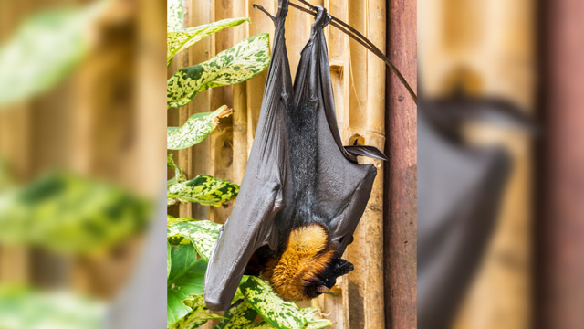 Acerodon jubatus. Foto: Shutterstock