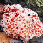 Abortiporus biennis. Foto: Inaturalist