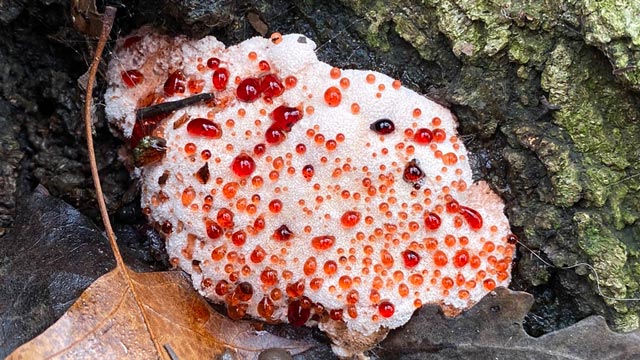Abortiporus biennis. Foto: Inaturalist