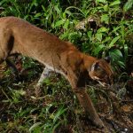 Kucing emas asia. Foto: Inaturalist