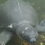 Carettochelys insculpta. Foto: Inaturalist