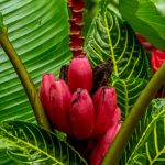 Pink banana. Foto: Inaturalist