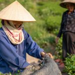 Produk bioteknologi pertanian yang menggunakan teknik modern telah membantu para petani kecil. Foto: Freepik