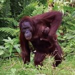 Kelahiran bayi orang utan. Foto: BOS Foundation