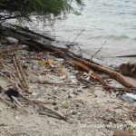 Sampah laut mengancam keselamatan satwa liar di Pulau Rambut. Foto: Dini Jembar Wardani
