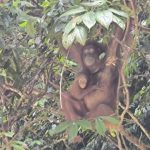 Dua orang utan lahir di TN Betung Kerihun. Foto: KLHK