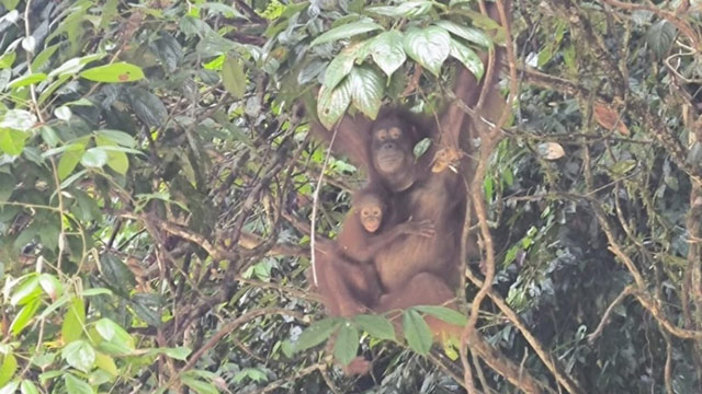 Dua orang utan lahir di TN Betung Kerihun. Foto: KLHK