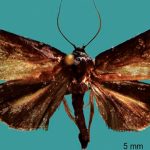 Ngengat jenis baru (Cryptophasa warouwi). Foto: BRIN