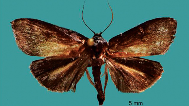 Ngengat jenis baru (Cryptophasa warouwi). Foto: BRIN