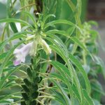 Tanaman wijen. Foto: Inaturalist