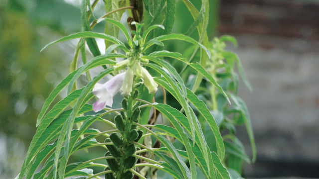 Tanaman wijen. Foto: Inaturalist