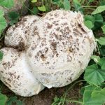 Calvatia booniana. Foto: Inaturalist
