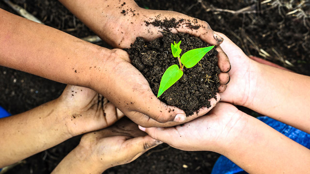 Ilustrasi sedekah pohon. Foto: Freepik