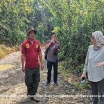 BRIN mengungkapkan adanya temuan sehelai rambut harimau jawa. Foto: BRIN