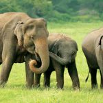 Ilustrasi satwa liar. Foto: Freepik