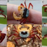 Kepiting tiga warna. Foto: BRIN