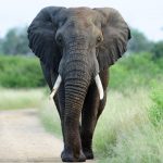 Matinya gajah tanpa gading menjadi tanda ekploitasi satwa liar masih terjadi. Foto: Freepik