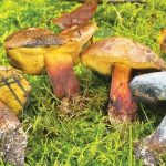 Inkstain Bolete. Foto: Inaturalist