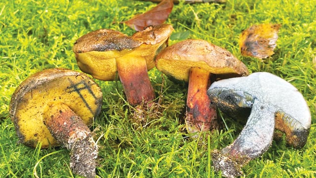 Inkstain Bolete. Foto: Inaturalist