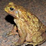 Kodok tebu. Foto: Inaturalist