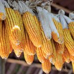 BRIN memprioritaskan peningkatan produktivitas jagung nasional. Foto: Freepik