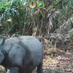 Kamera jebak berhasil merekam satu individu baru badak jawa (Rhinoceros sondaicus). Foto: BTN Ujung Kulon