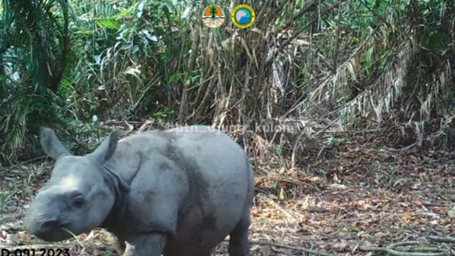 Kamera jebak berhasil merekam satu individu baru badak jawa (Rhinoceros sondaicus). Foto: BTN Ujung Kulon