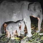 Gajah sumatra (Elephas maximus sumatrana). Foto: KLHK