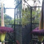 Bunga bangkai mekar di Kebun Raya Cibodas. Foto: BRIN