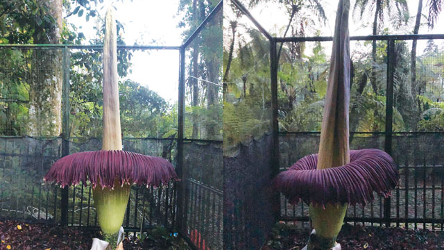 Bunga bangkai mekar di Kebun Raya Cibodas. Foto: BRIN