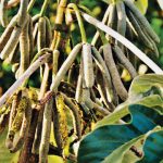 Cecropia peltata. Foto: Shutterstock