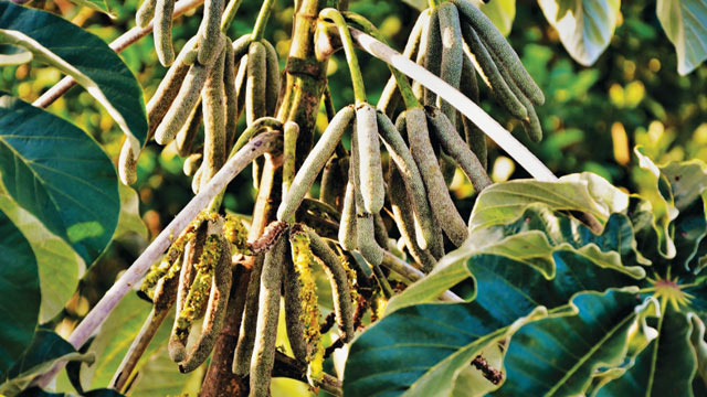 Cecropia peltata. Foto: Shutterstock