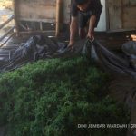 Industri rumput laut di Indonesia kian menjanjikan untuk pengembangan bahan baku produk industri. Foto: Dini Jembar Wardani