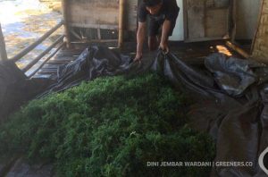 Industri rumput laut di Indonesia kian menjanjikan untuk pengembangan bahan baku produk industri. Foto: Dini Jembar Wardani