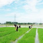 IPB University mengendalikan hama dan penyakit di Subang mengggunakan teknologi bio-imunisasi. Foto: News IPB