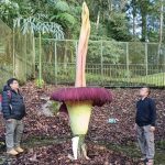 Bunga bangkai di Kebun Raya Cibodas. Foto: BRIN