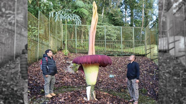Bunga bangkai di Kebun Raya Cibodas. Foto: BRIN