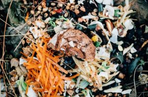 Ilustrasi sampah organik. Foto: Freepik