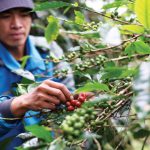 Ekonomi Nusantara merupakan model ekonomi restoratif dengan mengutamakan kedaulatan masyarakat lokal. Foto: ID COMM