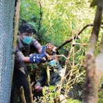 Pelepasliaran kukang jawa (Nycticebus javanicus) di kawasan kaki Gunung Papandayan, Jawa Barat. Foto: Rheza Maulana YIARI