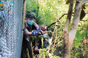 Pelepasliaran kukang jawa (Nycticebus javanicus) di kawasan kaki Gunung Papandayan, Jawa Barat. Foto: Rheza Maulana YIARI