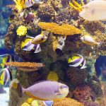 Ilustrasi ikan hias. Foto: Freepik