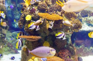 Ilustrasi ikan hias. Foto: Freepik