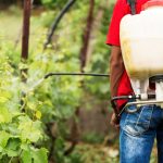 Ilustrasi penggunaan pestisida berbahaya pada pangan. Foto: Freepik