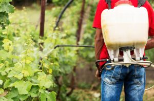 Ilustrasi penggunaan pestisida berbahaya pada pangan. Foto: Freepik