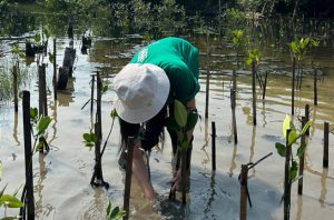 Eathink Movement dan Lindungi Hutan menanam 130 bibit mangrove. Foto: Eathink