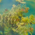 Peneliti menyebut alga bisa menjadi sumber energi terbarukan. Foto: Techxplore