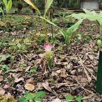 Spesies Zingiberaceae. Foto: BRIN