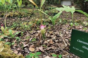 Spesies Zingiberaceae. Foto: BRIN